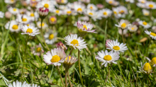 Gänseblümchen / Innsbruck, Tirol, Österreich