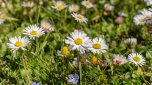 Gänseblümchen / Innsbruck, Tirol, Österreich