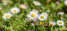 Gänseblümchen / Innsbruck, Tirol, Österreich