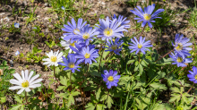 Alpen-Aster / Innsbruck, Tirol, Österreich