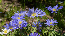 Alpen-Aster / Innsbruck, Tirol, Österreich