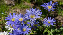 Alpen-Aster / Innsbruck, Tirol, Österreich