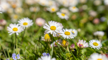 Gänseblümchen / Innsbruck, Tirol, Österreich