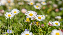 Gänseblümchen / Innsbruck, Tirol, Österreich