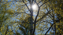 Pappel im Frühling