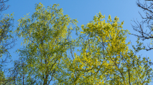 Birke im Frühling