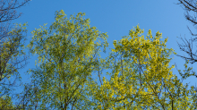 Birke im Frühling