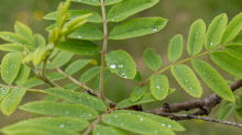 Eberesche, Vogelbeerbaum, Sorbus aucuparia