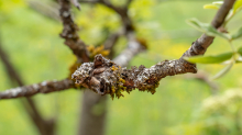 Eberesche, Vogelbeerbaum, Sorbus aucuparia