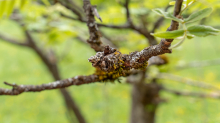 Eberesche, Vogelbeerbaum, Sorbus aucuparia