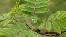 Eberesche, Vogelbeerbaum, Sorbus aucuparia