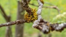 Eberesche, Vogelbeerbaum, Sorbus aucuparia