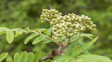 Eberesche, Vogelbeerbaum, Sorbus aucuparia