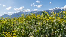 Blumenwiese in Aldrans, Tirol, Österreich