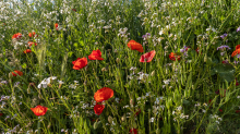 Blumenwiese in Aldrans, Tirol, Österreich