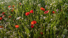 Blumenwiese in Aldrans, Tirol, Österreich