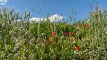 Blumenwiese in Aldrans, Tirol, Österreich