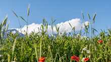 Blumenwiese in Aldrans, Tirol, Österreich