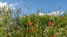 Blumenwiese in Aldrans, Tirol, Österreich