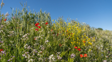 Blumenwiese in Aldrans, Tirol, Österreich