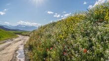 Blumenwiese in Aldrans, Tirol, Österreich