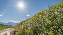 Blumenwiese in Aldrans, Tirol, Österreich