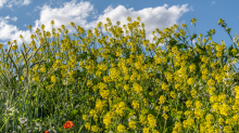 Blumenwiese in Aldrans, Tirol, Österreich