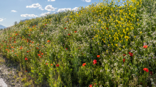 Blumenwiese in Aldrans, Tirol, Österreich