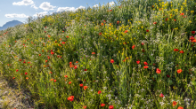 Blumenwiese in Aldrans, Tirol, Österreich