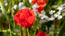 Mohn / Aldrans, Tirol, Österreich