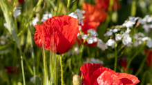 Mohn / Aldrans, Tirol, Österreich