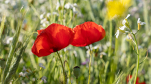 Mohn / Aldrans, Tirol, Österreich