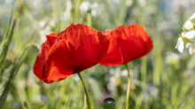 Mohn / Aldrans, Tirol, Österreich