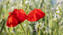 Mohn / Aldrans, Tirol, Österreich