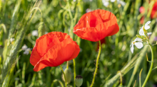 Mohn / Aldrans, Tirol, Österreich