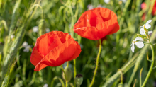 Mohn / Aldrans, Tirol, Österreich