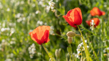 Mohn / Aldrans, Tirol, Österreich