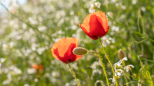 Mohn / Aldrans, Tirol, Österreich