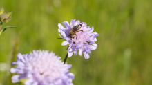 Biene auf einer Witwenblume / Aldrans, Tirol, Österreich