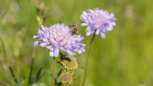 Biene auf einer Witwenblume / Aldrans, Tirol, Österreich