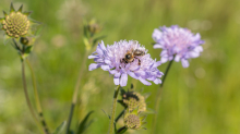 Biene auf einer Witwenblume / Aldrans, Tirol, Österreich