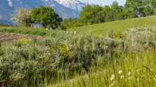 Blumenwiese in Aldrans, Tirol, Österreich