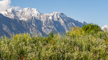 Blumenwiese in Aldrans, Tirol, Österreich
