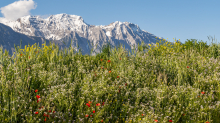 Blumenwiese in Aldrans, Tirol, Österreich