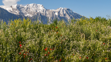 Blumenwiese in Aldrans, Tirol, Österreich