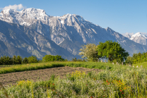 Blumenwiese in Aldrans, Tirol, Österreich