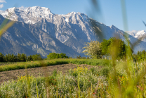 Blumenwiese in Aldrans, Tirol, Österreich