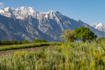 Blumenwiese in Aldrans, Tirol, Österreich