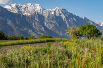 Blumenwiese in Aldrans, Tirol, Österreich