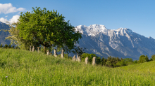 Bäume / Aldrans, Tirol, Österreich